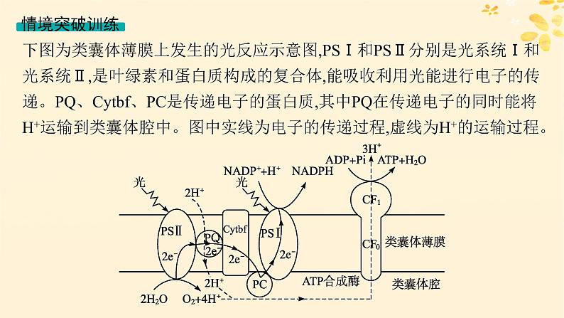 备战2025届新高考生物一轮总复习第3单元细胞的代谢情境突破课3光系统及电子传递链二氧化碳固定途径光呼吸课件第8页