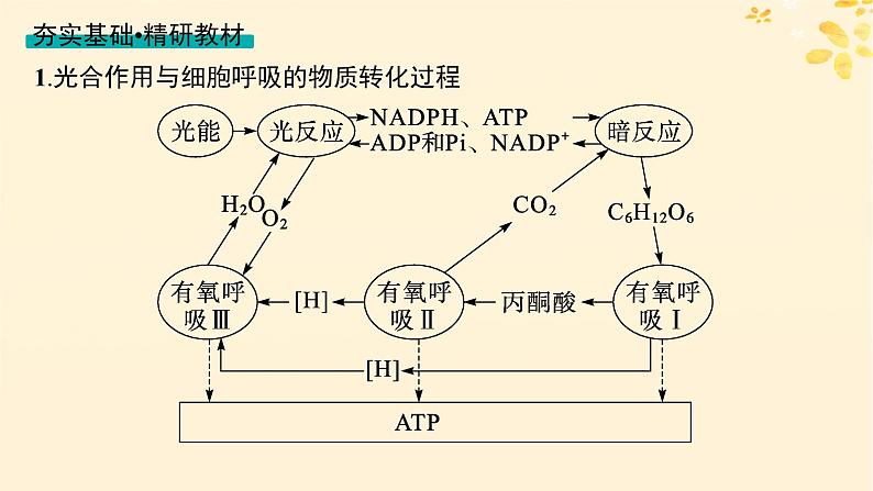 备战2025届新高考生物一轮总复习第3单元细胞的代谢第15讲光合作用细胞呼吸的联系与综合运用课件第4页