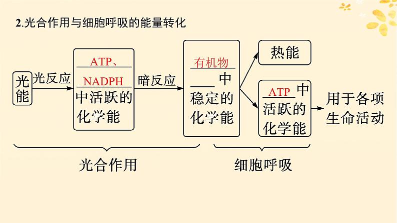 备战2025届新高考生物一轮总复习第3单元细胞的代谢第15讲光合作用细胞呼吸的联系与综合运用课件第7页