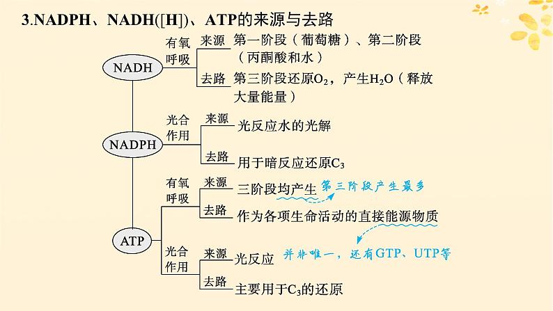 备战2025届新高考生物一轮总复习第3单元细胞的代谢第15讲光合作用细胞呼吸的联系与综合运用课件第8页