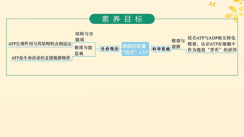 备战2025届新高考生物一轮总复习第3单元细胞的代谢第11讲细胞的能量“货币”ATP课件第2页