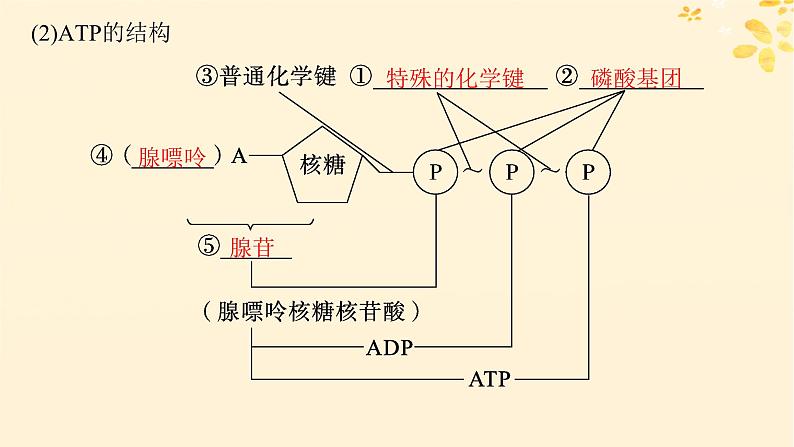 备战2025届新高考生物一轮总复习第3单元细胞的代谢第11讲细胞的能量“货币”ATP课件第4页
