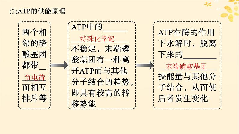 备战2025届新高考生物一轮总复习第3单元细胞的代谢第11讲细胞的能量“货币”ATP课件第6页
