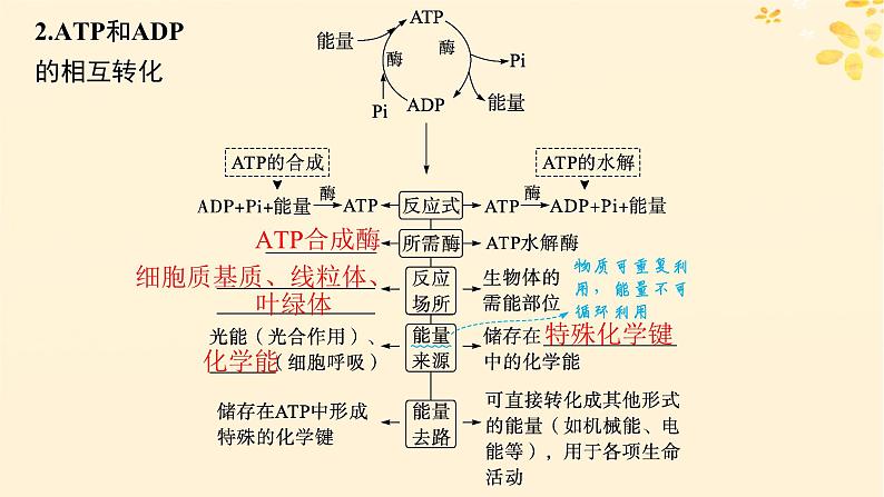 备战2025届新高考生物一轮总复习第3单元细胞的代谢第11讲细胞的能量“货币”ATP课件第7页