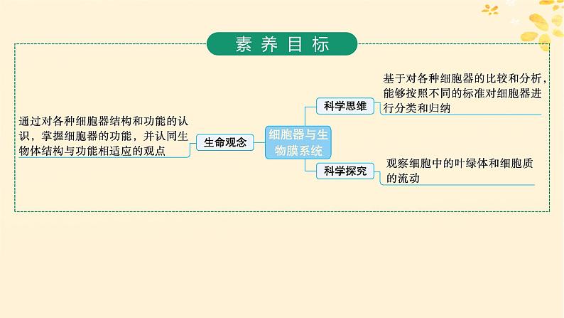 备战2025届新高考生物一轮总复习第2单元细胞的基本结构及物质运输第6讲细胞器与生物膜系统课件第2页