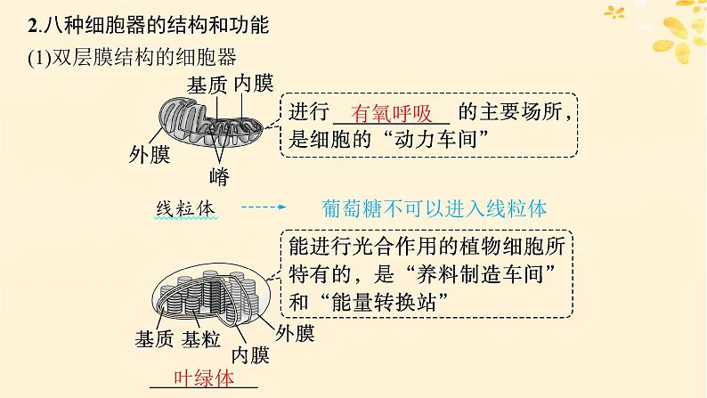 备战2025届新高考生物一轮总复习第2单元细胞的基本结构及物质运输第6讲细胞器与生物膜系统课件第6页