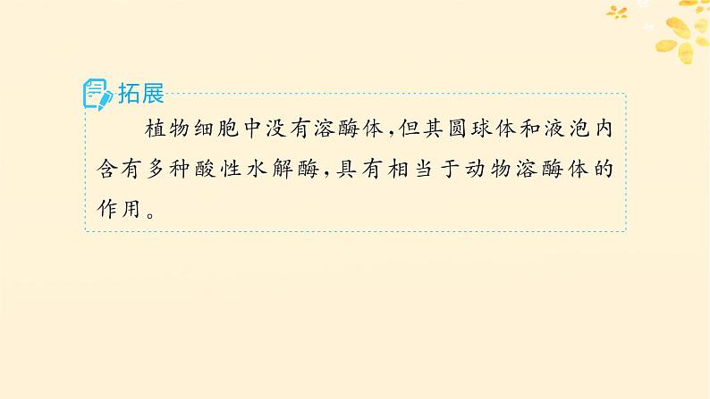 备战2025届新高考生物一轮总复习第2单元细胞的基本结构及物质运输第6讲细胞器与生物膜系统课件第8页