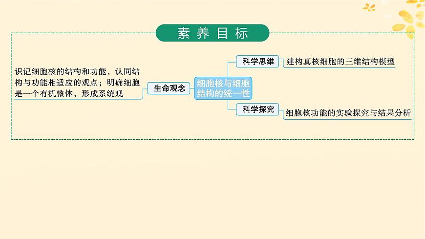 備戰(zhàn)2025屆新高考生物一輪總復(fù)習(xí)第2單元細(xì)胞的基本結(jié)構(gòu)及物質(zhì)運(yùn)輸?shù)?講細(xì)胞核與細(xì)胞結(jié)構(gòu)的統(tǒng)一性課件第2頁