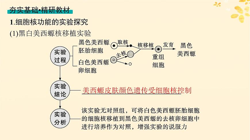 備戰(zhàn)2025屆新高考生物一輪總復(fù)習(xí)第2單元細(xì)胞的基本結(jié)構(gòu)及物質(zhì)運(yùn)輸?shù)?講細(xì)胞核與細(xì)胞結(jié)構(gòu)的統(tǒng)一性課件第3頁