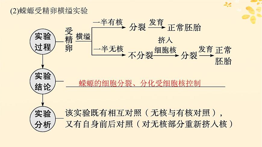 備戰(zhàn)2025屆新高考生物一輪總復(fù)習(xí)第2單元細(xì)胞的基本結(jié)構(gòu)及物質(zhì)運(yùn)輸?shù)?講細(xì)胞核與細(xì)胞結(jié)構(gòu)的統(tǒng)一性課件第4頁