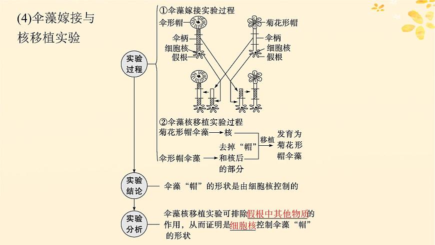 備戰(zhàn)2025屆新高考生物一輪總復(fù)習(xí)第2單元細(xì)胞的基本結(jié)構(gòu)及物質(zhì)運(yùn)輸?shù)?講細(xì)胞核與細(xì)胞結(jié)構(gòu)的統(tǒng)一性課件第6頁
