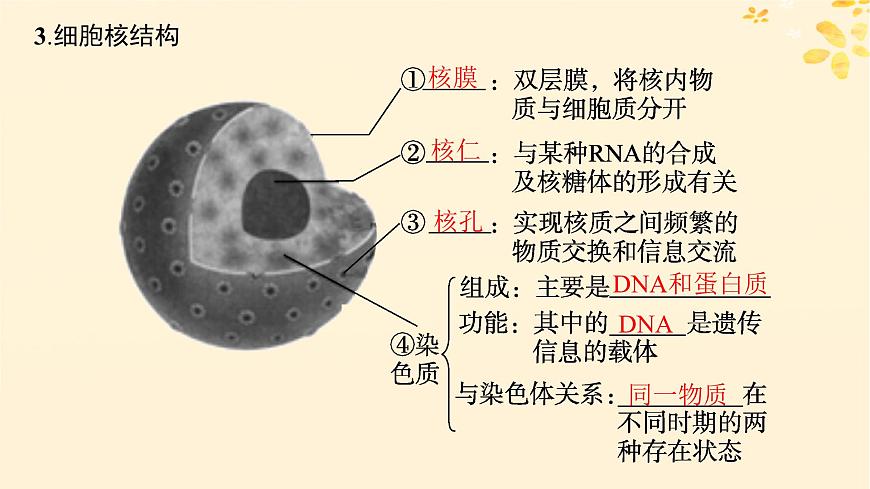 備戰(zhàn)2025屆新高考生物一輪總復(fù)習(xí)第2單元細(xì)胞的基本結(jié)構(gòu)及物質(zhì)運(yùn)輸?shù)?講細(xì)胞核與細(xì)胞結(jié)構(gòu)的統(tǒng)一性課件第8頁