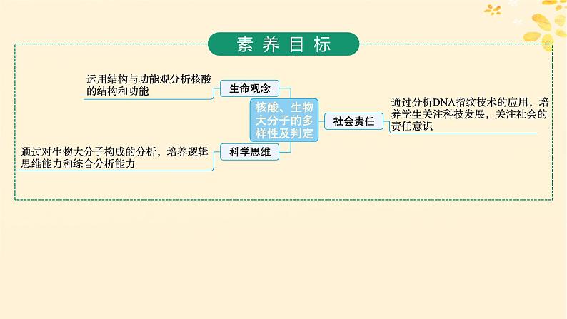 备战2025届新高考生物一轮总复习第1单元细胞的概述细胞的分子组成第4讲核酸生物大分子的多样性课件第2页
