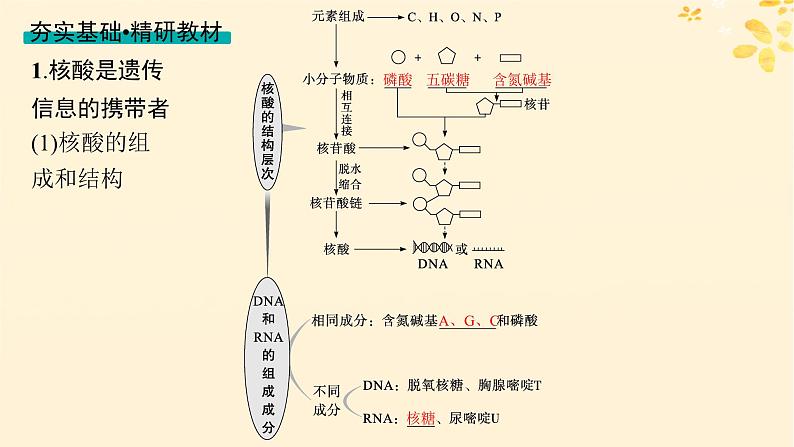 备战2025届新高考生物一轮总复习第1单元细胞的概述细胞的分子组成第4讲核酸生物大分子的多样性课件第3页
