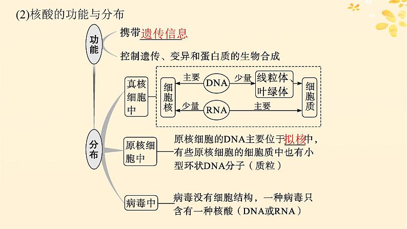 备战2025届新高考生物一轮总复习第1单元细胞的概述细胞的分子组成第4讲核酸生物大分子的多样性课件第4页