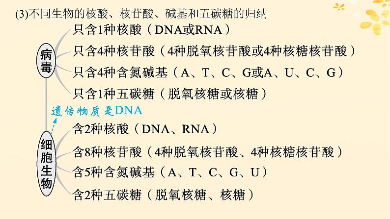 备战2025届新高考生物一轮总复习第1单元细胞的概述细胞的分子组成第4讲核酸生物大分子的多样性课件第5页