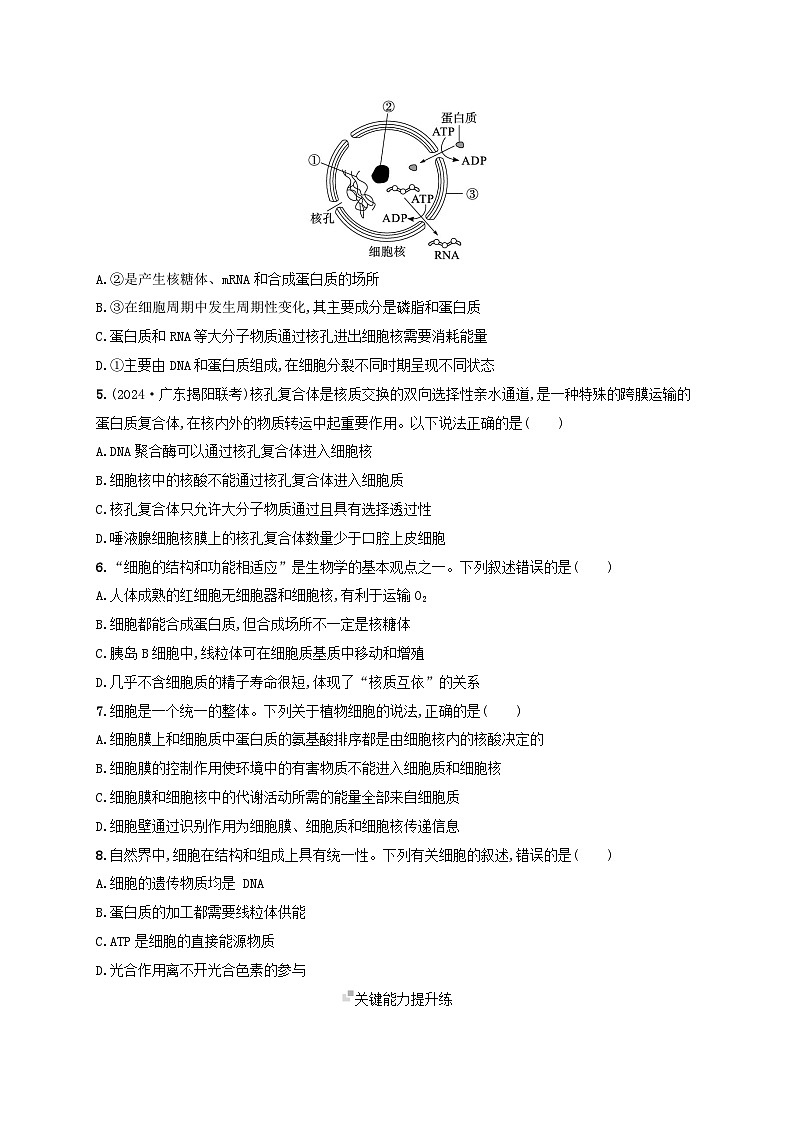 备战2025届高考生物一轮总复习第2单元细胞的基本结构及物质运输课时规范练7细胞核与细胞结构的统一性02