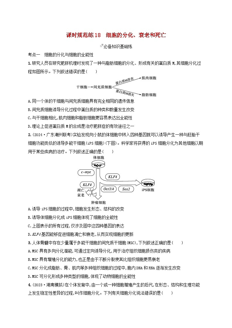 备战2025届高考生物一轮总复习第4单元细胞的生命历程课时规范练18细胞的分化衰老和死亡01