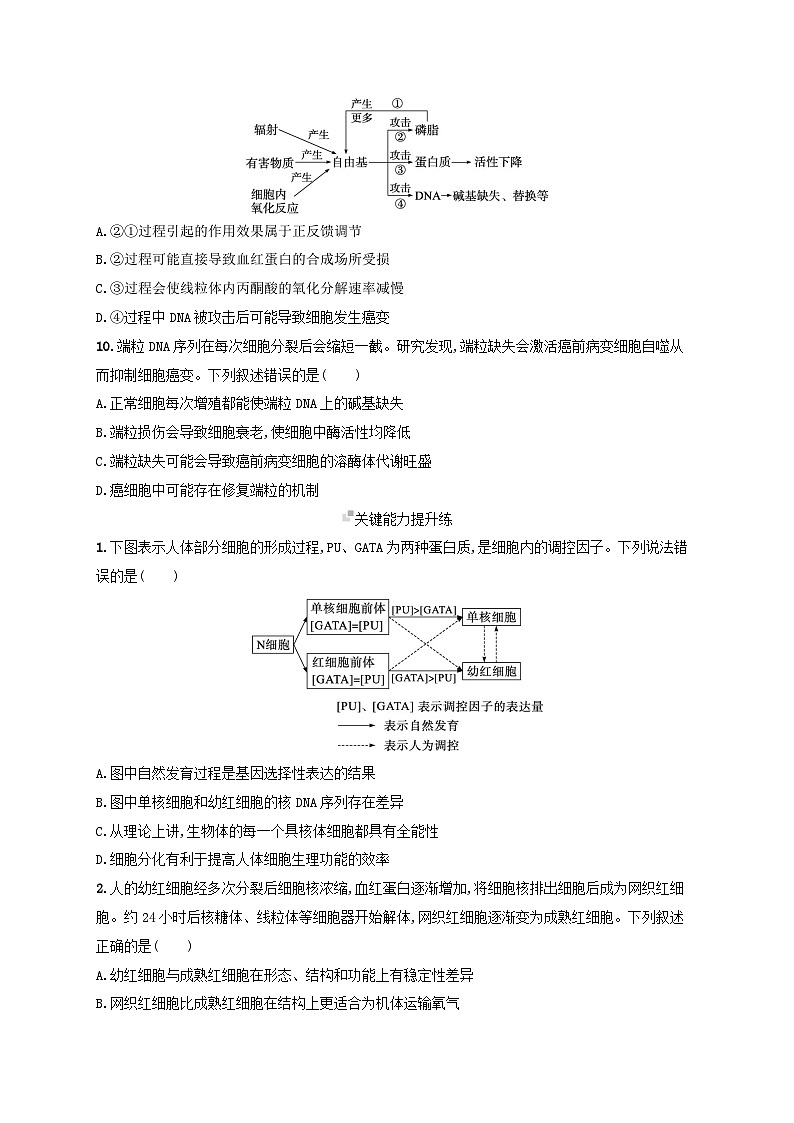 备战2025届高考生物一轮总复习第4单元细胞的生命历程课时规范练18细胞的分化衰老和死亡03