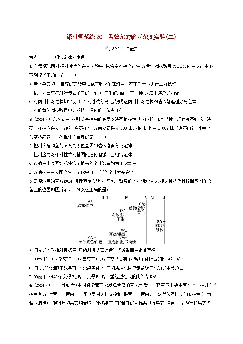 备战2025届高考生物一轮总复习第5单元孟德尔遗传定律与伴性遗传课时规范练20孟德尔的豌豆杂交实验二01