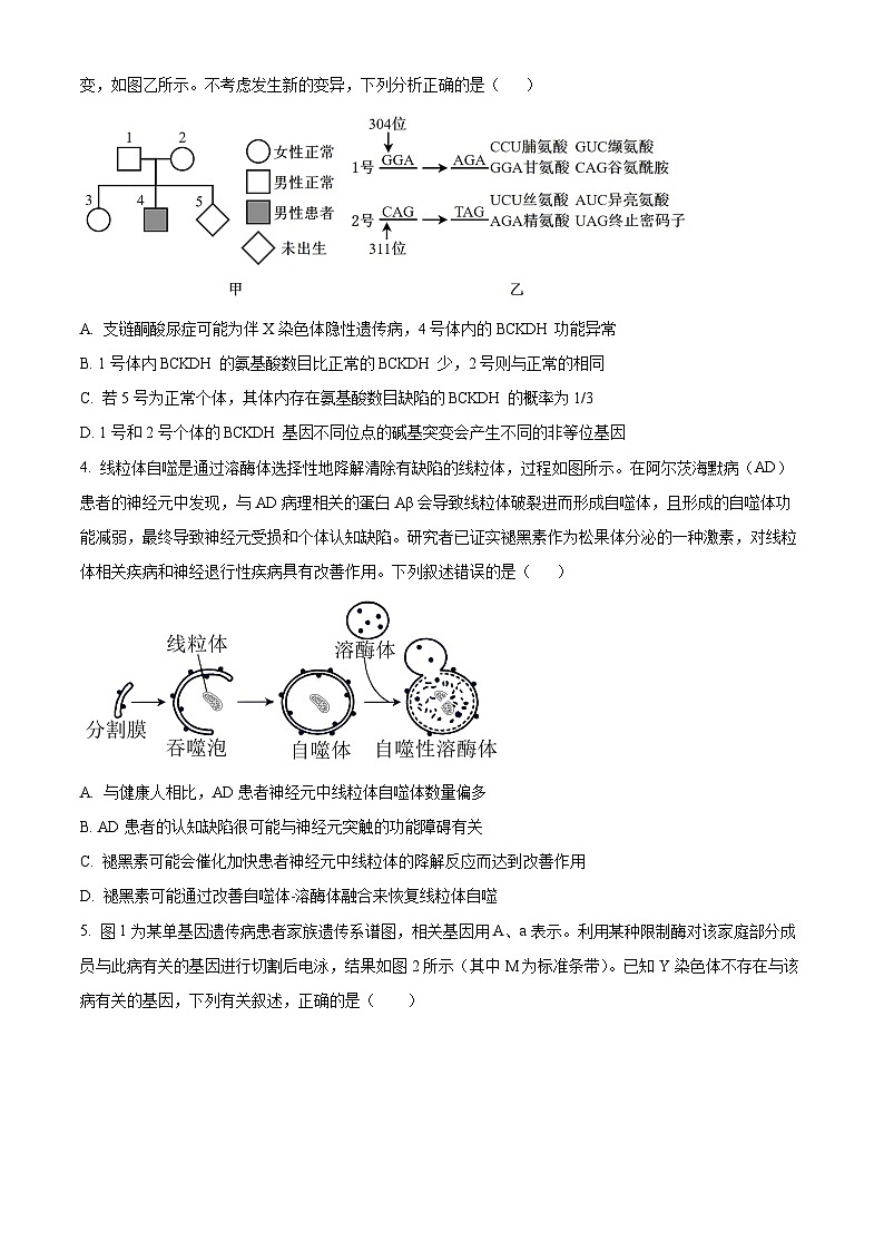 2024漯河高级中学高三下学期3月月考试题生物含解析第2页