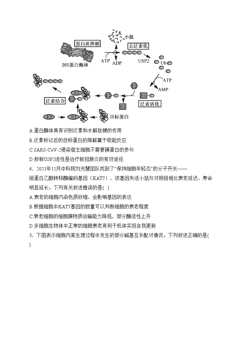 安徽省安庆市2024届高三下学期模拟考试(二模)生物试卷(含答案)02