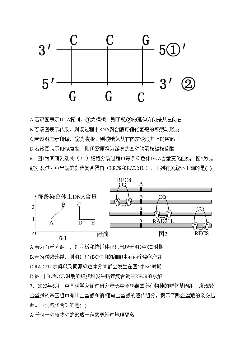 安徽省安庆市2024届高三下学期模拟考试(二模)生物试卷(含答案)03