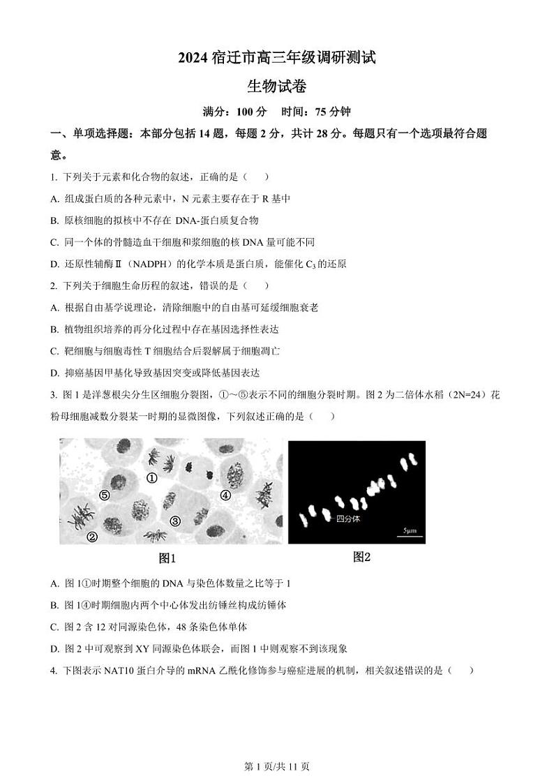 【生物试卷】2024届江苏省宿迁市高三调研测试生物试题(原卷版)第1页