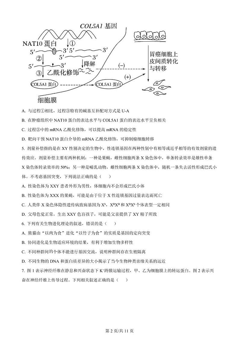 【生物试卷】2024届江苏省宿迁市高三调研测试生物试题(原卷版)第2页