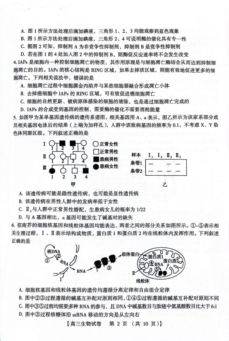河南省三门峡市2023-2024学年高三上学期期末考试生物试卷（PDF版附答案）02