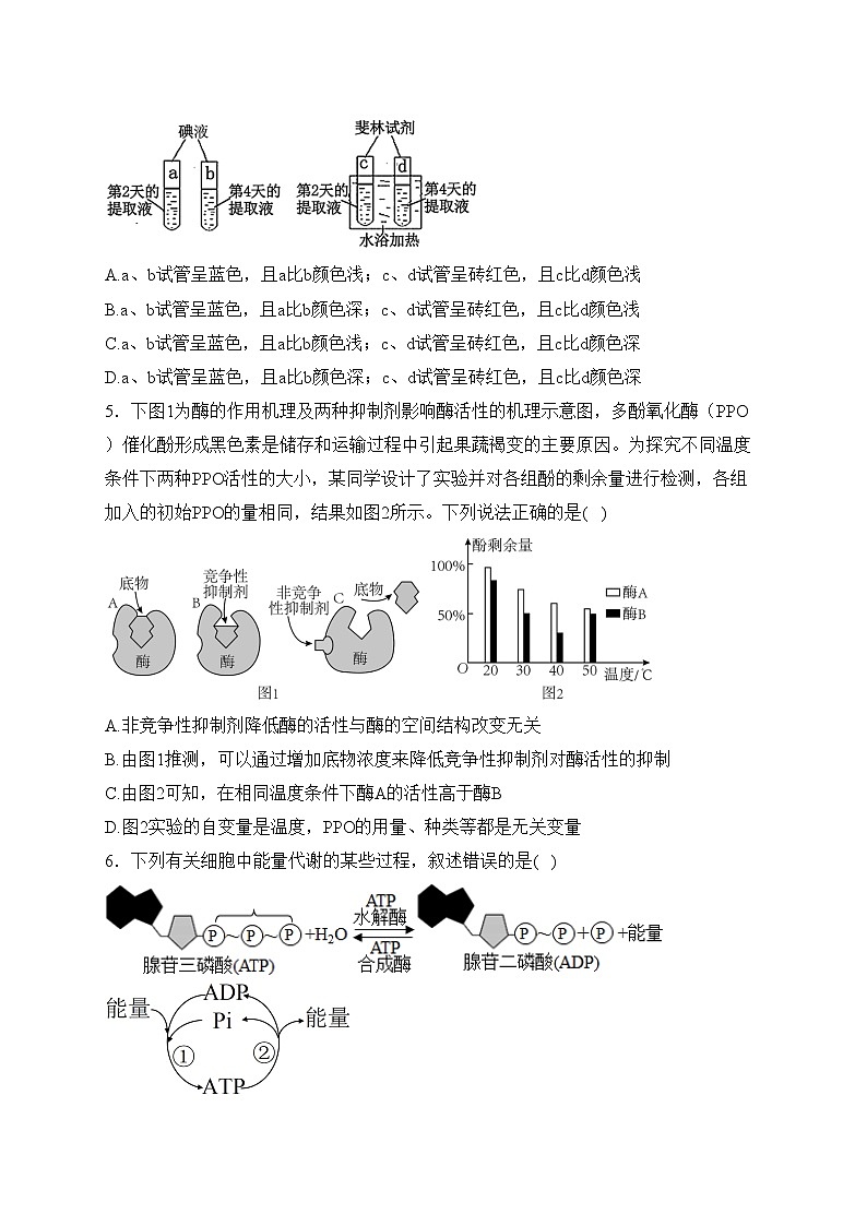 河北省盐山中学2023-2024学年高一下学期开学考试生物试卷(含答案)第2页