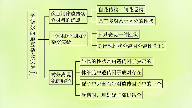 2024春高中生物第1章遗传因子的发现1.1孟德尔的豌豆杂交实验一第3课时课件新人教版必修2第2页