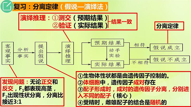 2024春高中生物第1章遗传因子的发现1.1孟德尔的豌豆杂交实验一第3课时课件新人教版必修2第3页