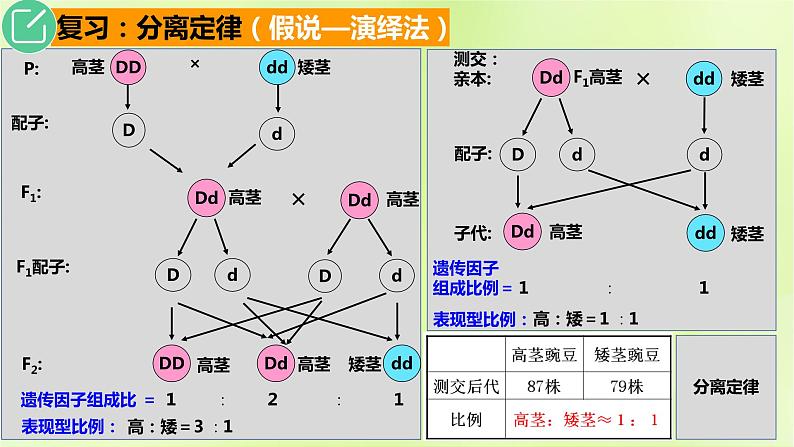 2024春高中生物第1章遗传因子的发现1.1孟德尔的豌豆杂交实验一第3课时课件新人教版必修2第4页