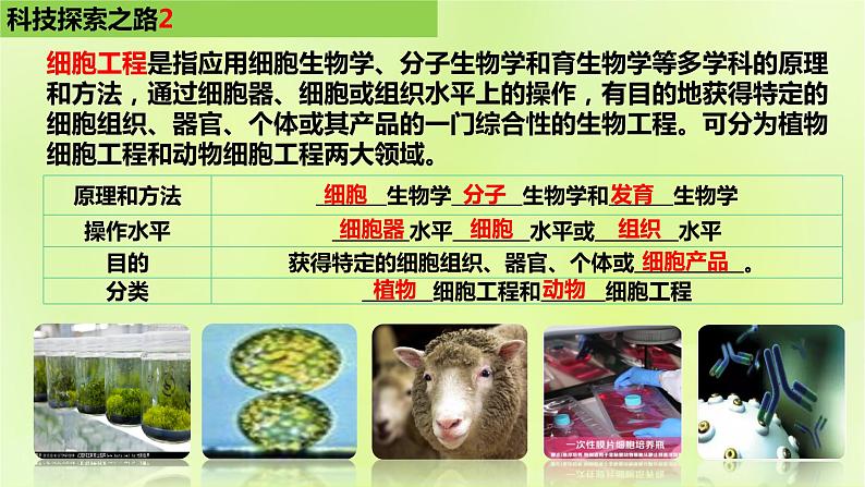 2024春高中生物第2章细胞工程第2节动物细胞工程2.1动物细胞培养课件新人教版选择性必修3第5页