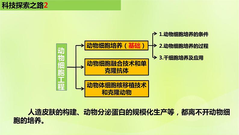 2024春高中生物第2章细胞工程第2节动物细胞工程2.1动物细胞培养课件新人教版选择性必修3第6页
