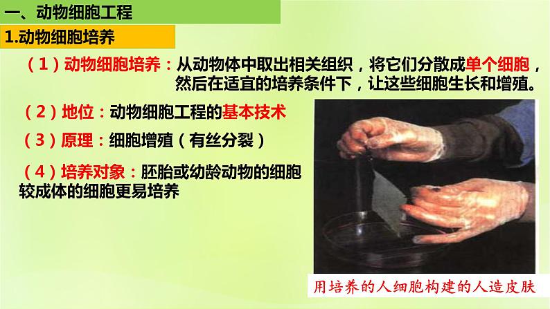2024春高中生物第2章细胞工程第2节动物细胞工程2.1动物细胞培养课件新人教版选择性必修3第8页