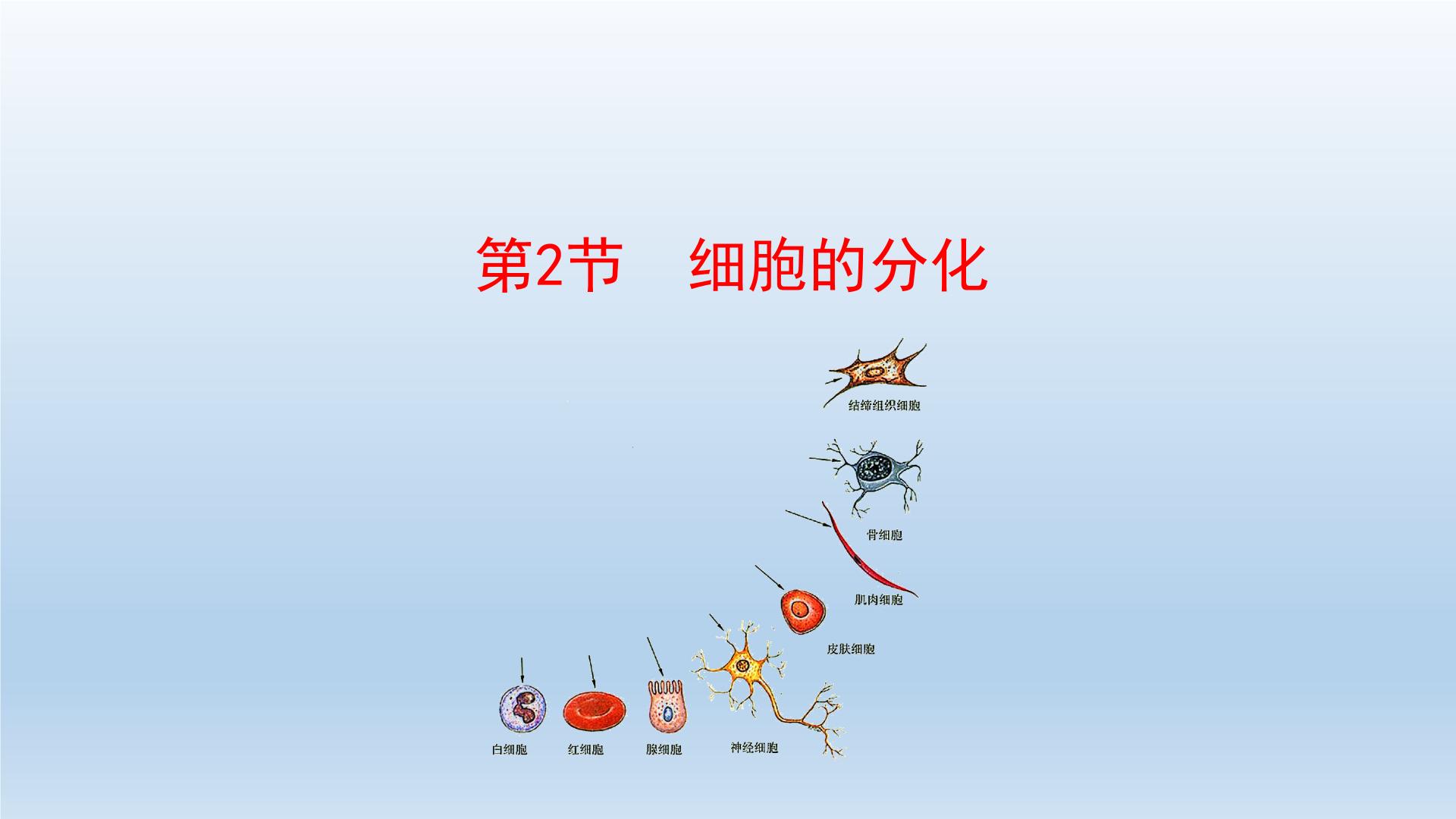 高中生物人教版 (2019)必修1《分子与细胞》第6章 细胞的生命历程第2节 细胞的分化背景图ppt课件