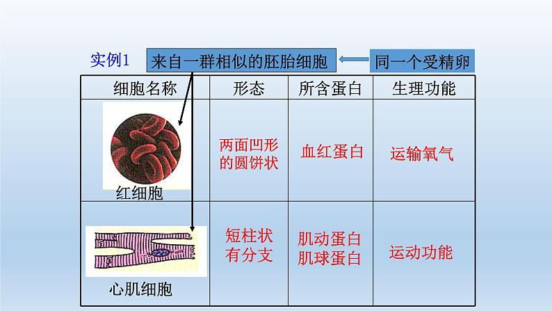 高中生物人教版必修1精品课件6-2细胞的分化05