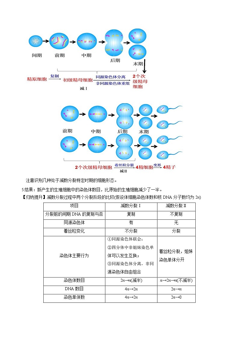 2.1 减数分裂和受精作用(第1课时)-高一生物同步精品讲义(人教必修2)03