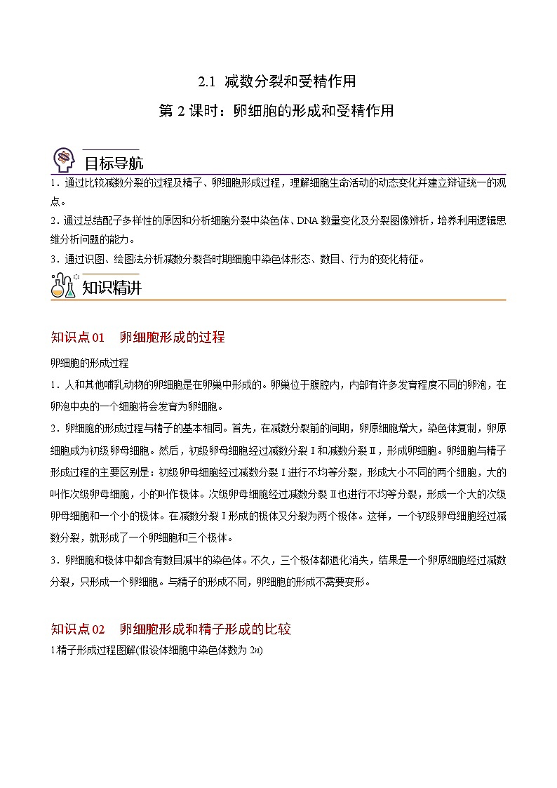 2.1 减数分裂和受精作用(第2课时)(教师版)-高一生物同步精品讲义(人教必修2)第1页