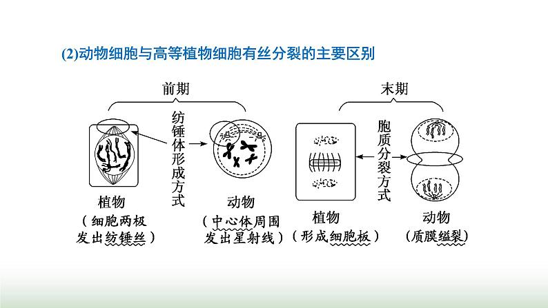 人教版高中生物必修1学业水平考试常考点第6章细胞的生命历程课件第3页