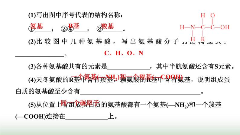 人教版高中生物必修1第2章组成细胞的分子第4节第1课时蛋白质的功能及其结构单位课件07