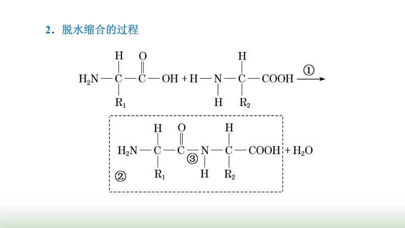 人教版高中生物必修1第2章组成细胞的分子第4节第2课时蛋白质的结构及其多样性课件03