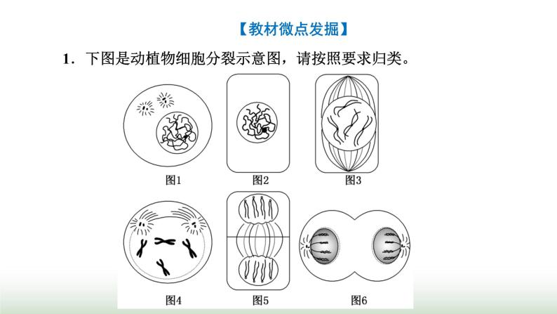 人教版高中生物必修1第6章细胞的生命历程第1节第2课时动物细胞的有丝分裂与观察根尖分生区组织细胞的课件08