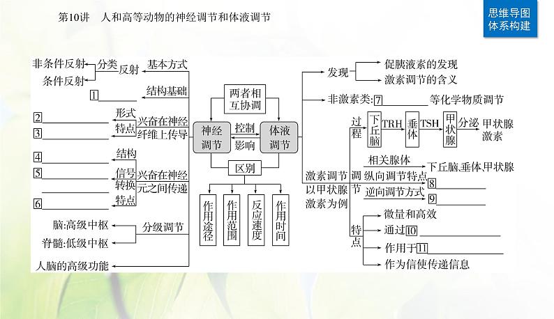 2024届高考生物二轮复习专题六个体稳态的维持——调节第10讲人和高等动物的神经调节和体液调节课件第2页