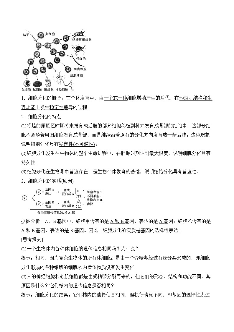 6.2细胞的分化学案第2页