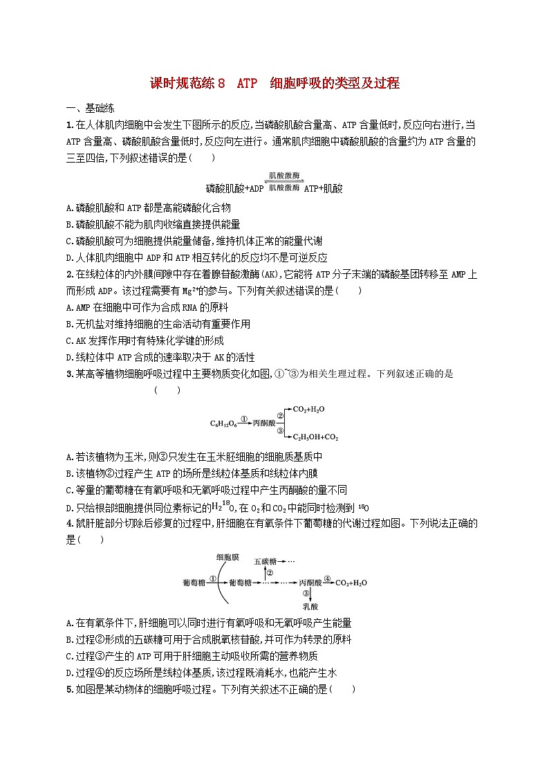 2025届高考生物一轮复习专项练习课时规范练8ATP细胞呼吸的类型及过程第1页