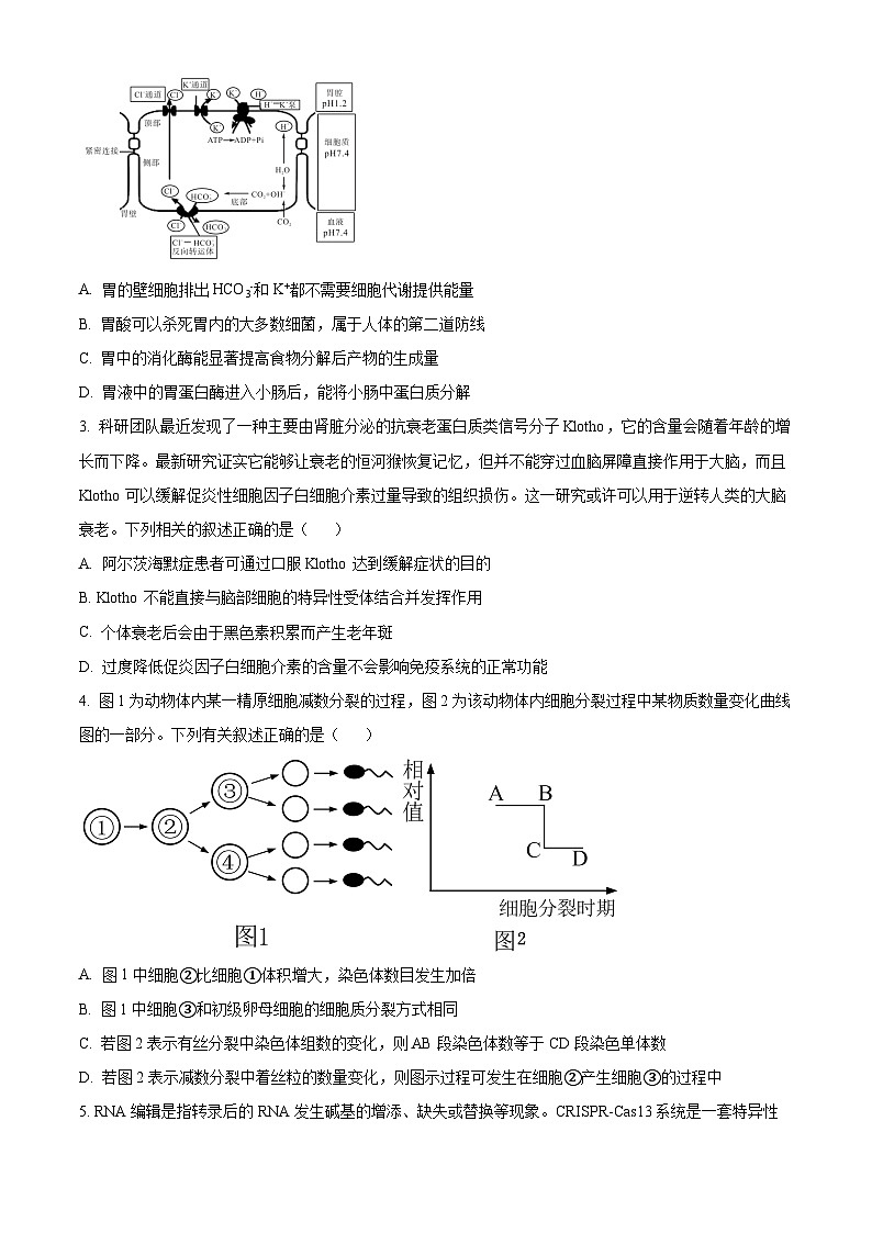 2024芜湖师大附中高三下学期二模生物试题含解析02