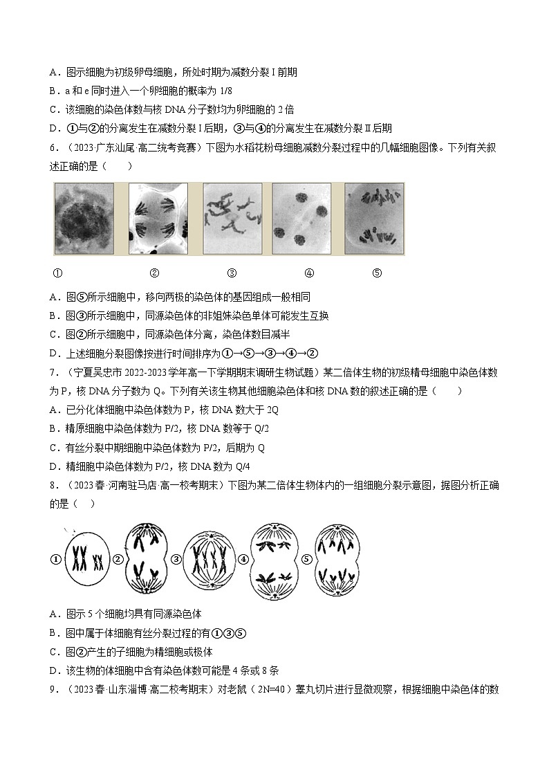 2024年高考生物一轮复习讲练测(新教材新高考)第13讲减数分裂和受精作用(练习)(原卷版+解析)第2页